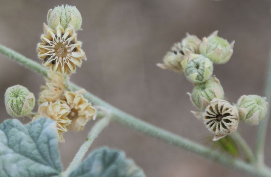 1024px-Desert_globemallow_capsule_stages